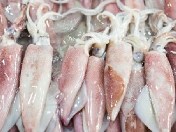 What Is The Nutritional Value Of Squid?