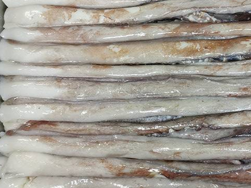 Dosidicus Gigas Sexule Tentacle