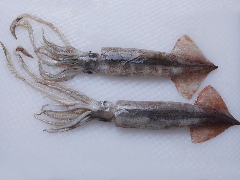 Todarodes Pacificus W/R