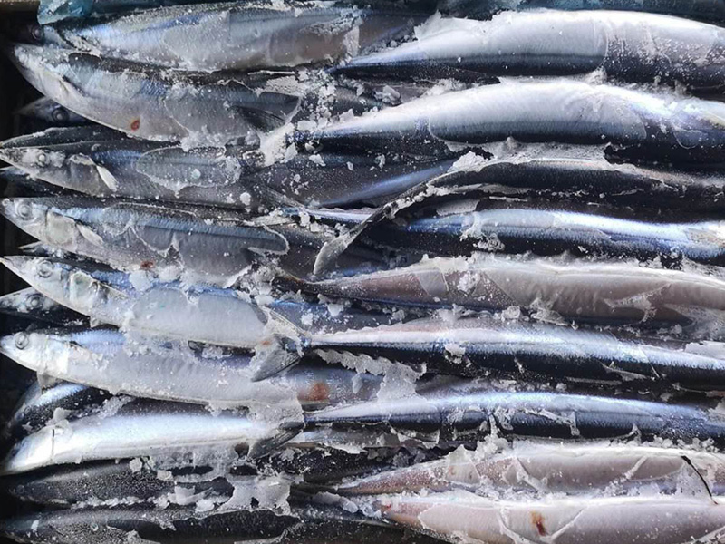 PACIFIC SAURY