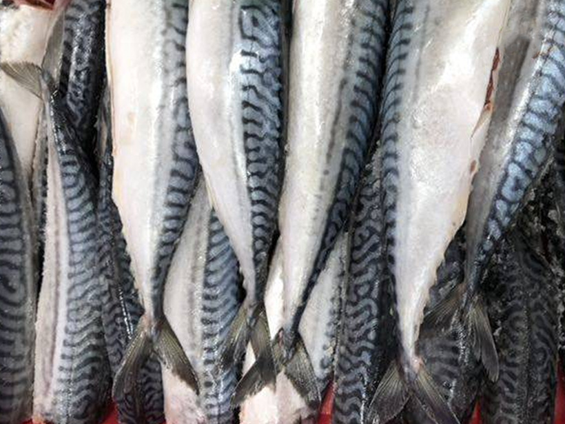 ATLANTIC MACKEREL FILLET, SKIN ON