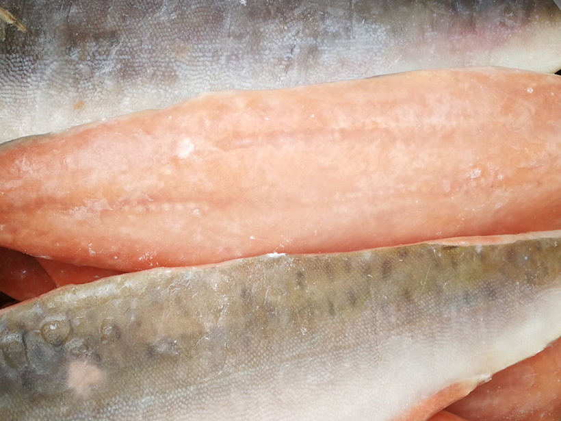 FROZEN CHUM SALMON FILLET ,SKIN ON